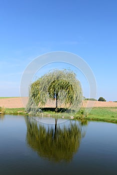 Single little weeping willow tree near pond