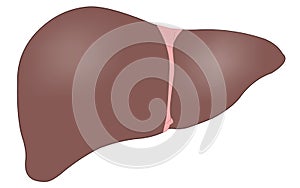 Single liver