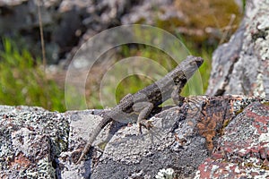 Lizard basking in the afternoon sunlight on a rock photo