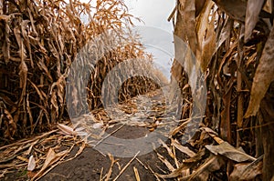 A Single Lone Path in a Corn Maze During the Fall Time