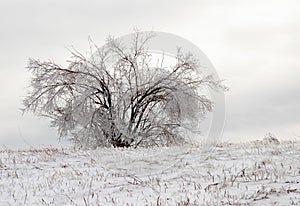 single lone shrub in mid Winter ice storm