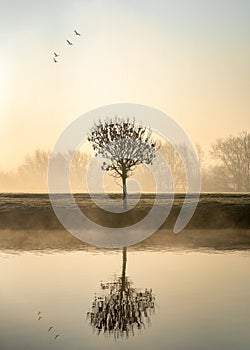 Single lone tree at dawn sunrise standing on river bank with mist and fog rising from canal birds flying above reflected in calm s