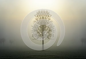 Single lone tree silhouette standing alone in moody foggy mist field at break of dawn with ethereal sun light rays shining down