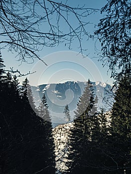 Single lonely pine tree on a hill during winter snow with mountain ridge in the background, Alps