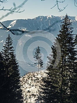 Single lonely pine tree on a hill during winter snow with mountain ridge in the background, Alps