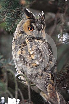 Single Long-eared Owl bird on a tree branch in a forest