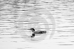 Single Loon Waterfowl on Lake