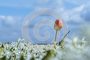 Single lost tulip in flowerbed with blue purple coloring hyacinths