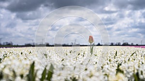 Single lost tulip in flowerbed with blue purple coloring hyacinths