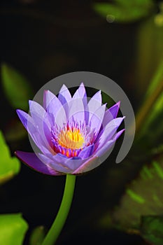 Single Lotus