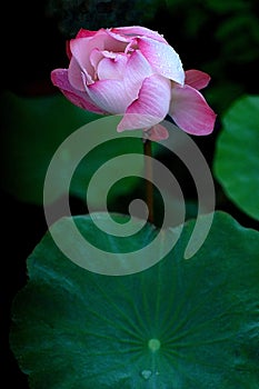 A single lotus flower