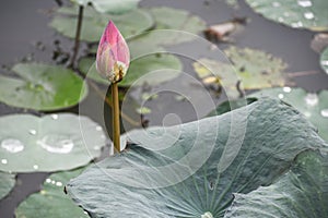 Single lotus flower bud near pond