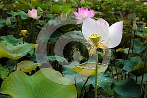 Single Lotus Flower Elegantly Bloom in a Natural Tropical Pond i