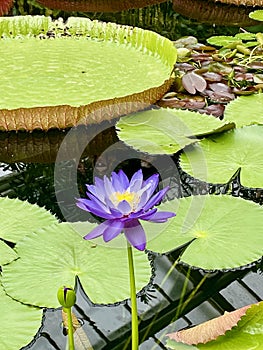 Single Lotus Flower and Giant Lily Pad