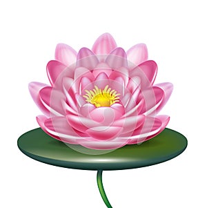 Single lotus flower isolated on white