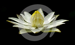 Single lotus isolated on black background