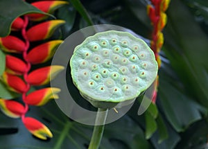 Single Lotus pod close up with heliconia rostrata in green background. 