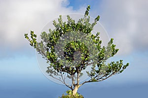 Single lush green tree with cloudy sky background