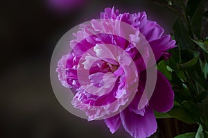 Single lush pink peony flower