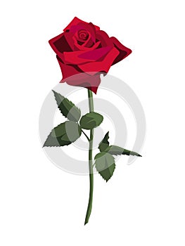 Single lush red rose on a stem with leaves, isolated on white background