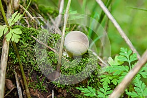 Single Lycoperdon mushroom in the forest of Zailiyskiy Alatau, Tien Shan, Kazakhstan. Green garden.