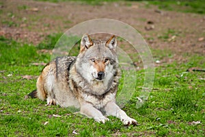 Single lying European wolf in a meadow Canis lupus
