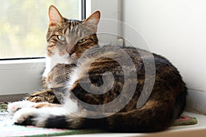 Single mackerel tabby cat lying on the windowsill