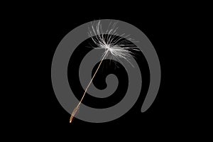 Single macro dandelion seed on black