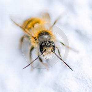 Single macro of a honey bee looking straight into the camera - isolated white background
