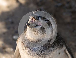 Single magellanic penguin chick showing papillae in mouth photo