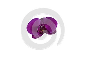 Single magenta colored orchid orchidaceae flower top view isolated on a White background