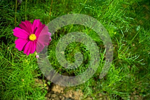 Single magenta flower in contrast color concept