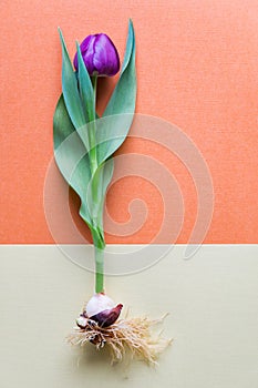 A single magenta tulip whole with bulb and roots. Bicolor textu