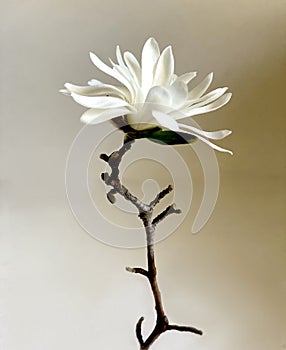 Single Magnolia flower with a c rooked stem