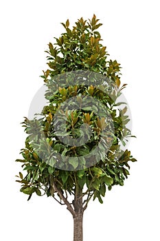 Single magnolia tree isolated on white