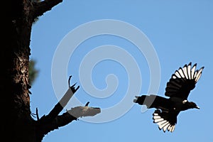 A single magpie flying from a branch at Pine Woods in Liverpool, Merseyside.
