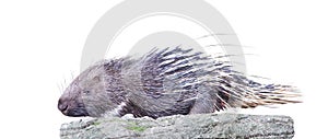 Single malayan porcupine hystrix brachyura animal on the stone isolated on white background