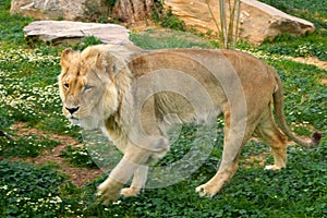 Single male Angola Lion, Panthera leo bleyenberghi, in a zoological garden