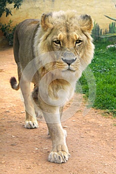 Single male Angola Lion, Panthera leo bleyenberghi, in a zoological garden