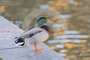 Single male duck at border of river