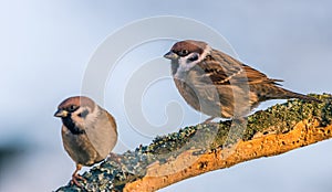 Single male and female sparrows perched on dry twig