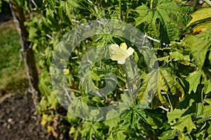 Single male flower on a bitter melon vine