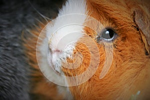 Single male ginger and white long haired guineapig