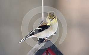 Single Male Gold Finch