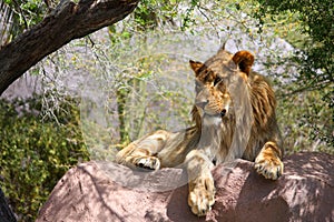 Single Male Lion On Large Rock