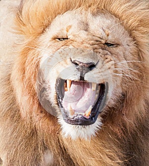 Close-up of male lion with flehmen grimacee photo