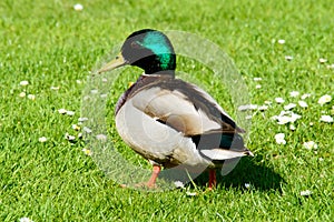 Single male mallard duck walking in grass