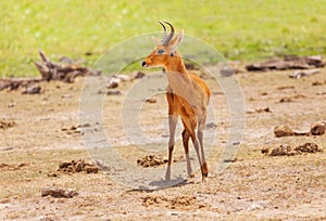 Single male oribi standing in Kenyan savannah