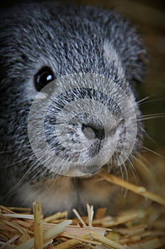 Single male silver grey guineapig