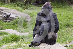 A Single Male, Silverback Gorilla